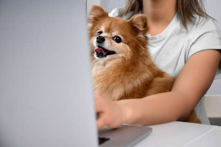 At table sits young woman working on modern laptop, on lap sits dog breed German Spitz sticking out tongue. Modern freelancer works from home in comfort of own home with his beloved pet in his armsの写真素材