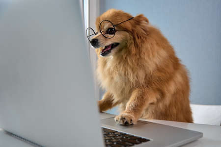 Scientist dog of German Spitz breed with round glasses drives his paw along touchpad of a laptop. Funny fluffy pet of the German Spitz is trained in digital literacy in round glasses of a scientistの写真素材