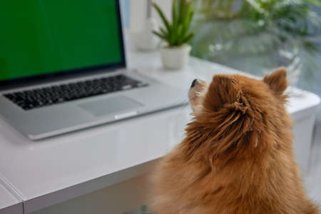 Red fluffy dog looks at the monitor screen of modern laptop against the background of indoor plants. In a modern office, a large laptop stands on a white table, a small German Spitz sits next to itの写真素材