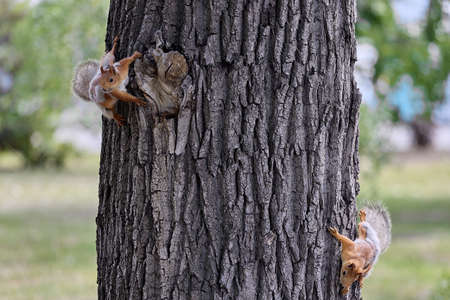 Walking through the park on a sunny day, you can meet funny fluffy animals on a tree. Small squirrels crawl briskly along the trunk of a tree in search of food. Tourists feed squirrels in the parkの写真素材
