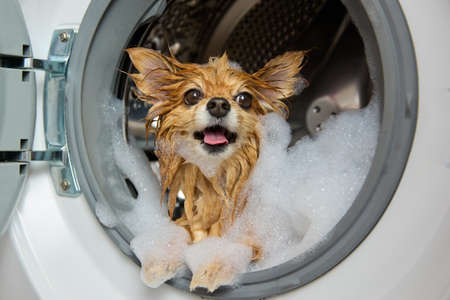 Funny, red-haired, wet, foam-covered dog with his tongue sticking out looks out of the washing machine. The concept of using modern methods of pet hygiene.の写真素材
