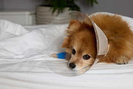 Small dog after tying his paw rests on the bed against the background of a gray wall and a plant. Sad puppy of small breed dog lies sheltered on bed with lava tied from wound in protective collar.の写真素材
