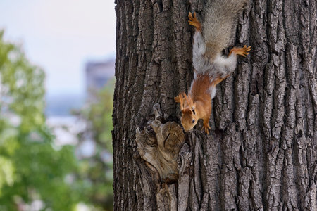 Small red squirrel descends the trunk of a tree down to the ground for food in a wooded area. Fluffy...
