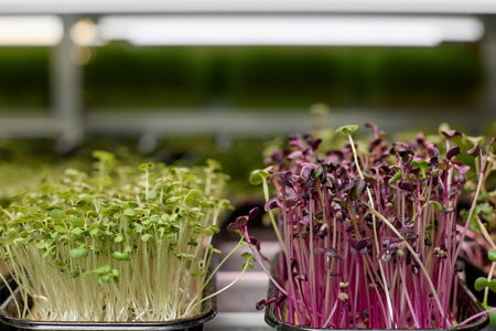 Micro greens of mustard and radish in containers are placed on the shelves of the greenhouse....