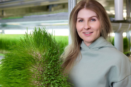 Close-up of a plantation of overgrown juicy wheat in the hands of a young beautiful blonde on a...