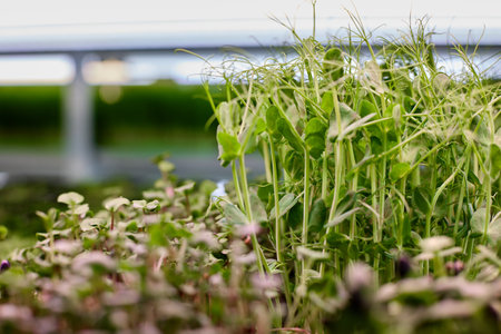 Closeup of long stems of microgreen peas next to small radishes. Useful greens for vegetarians and a healthy lifestyle are grown on the farm microgreens in special warmersの写真素材