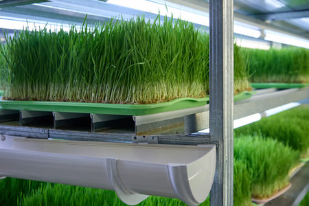 Wheat and other micro greens grow on a green farm on shelves with special lighting and moisture. High racks with a well-thought-out irrigation and humidification system for growing wheat sprouts.の写真素材