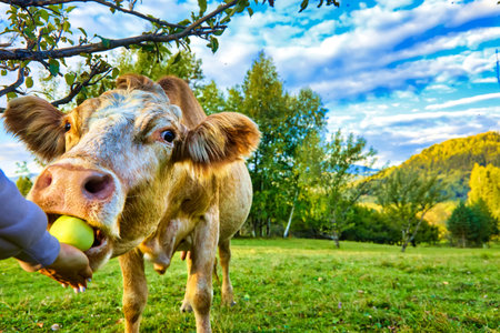 Human hand gives an apple treat to a large red cow in a green pasture. Person feeds a pet, grazing livestock on the farmの写真素材