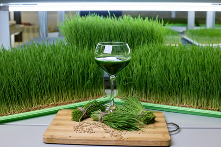 Filled with green vitrgrass juice glass stands between bunches greenery against background substrates with thick wheatgrass. Bright photo healthy nutritious drink in glass against on farmの写真素材