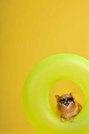 Dog puppy of a small purebred spitz in the middle of a yellow inflatable circle in sunglasses. Funny...