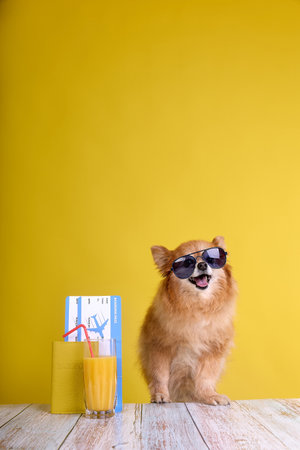 Funny little purebred dog goes on vacation on a plane. Fluffy pet spitz on yellow background with documents, plane ticketsの写真素材