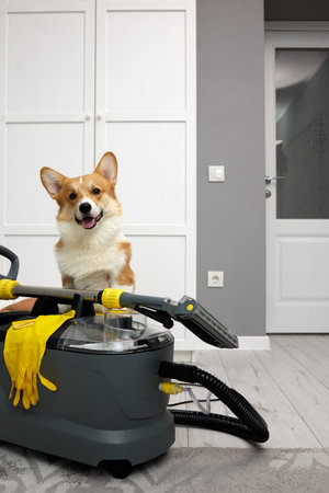 Charming corgi dog perched atop a professional cleaning vacuum cleaner, exuding a comical and inquisitive demeanor. The fluffy canine explores the tool, creating a playful and amusing sight.の写真素材