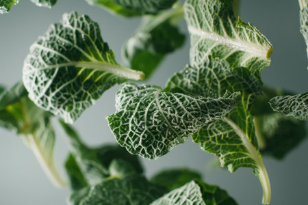 Fresh Sage Leaves Floating in Mid-Air, Culinary Herb, Aromatic Ingredient, Isolated on Grayの素材