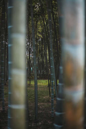 Photo through the trunks of bamboo trees. Dark green colour. High quality photoの写真素材