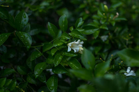 White beautiful blooming flower. Green leaves pattern background, Natural background and wallpaper. Creative layout for design. High quality photoの写真素材