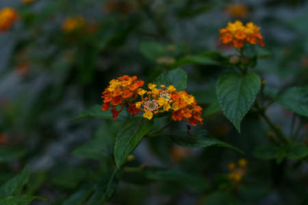 Close-up photo of the orange and yellow beautiful blooming flowers. Green leaves pattern background, Natural background and wallpaperの写真素材