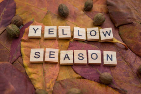 Yellow season letters with yellow and red leaves and fall fruits. Minimal flat lay creative concept. Autumn composition. Dried leaves on background.の写真素材