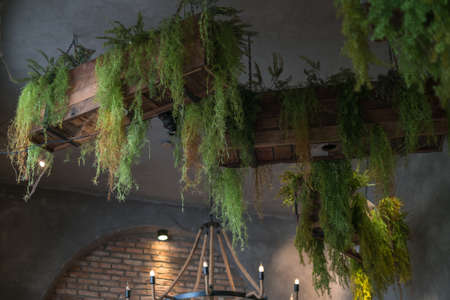 Eco cafe design in brown colours. Green potted plants hanging from the ceiling. High quality photo