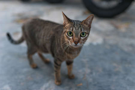 gray-brown cat with green eyes standing and looking at camera. Cute kitty with big eyes. High...