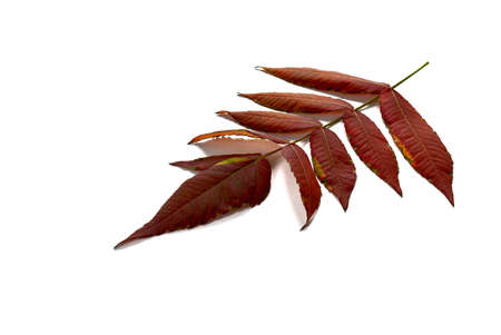 purple autumn leaves on a white backgroundの写真素材