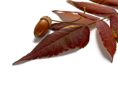 separate acorn next to the autumn branch dark red, maroon leaves on a white background