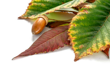 acorn and branch of autumn, red-yellow and green-brown leaves on a white backgroundの写真素材