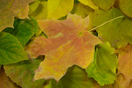 autumn yellow leaves background textureの写真素材