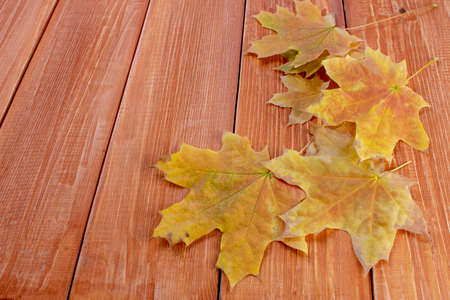 autumn yellow leaves lie on a light brown wooden backgroundの写真素材