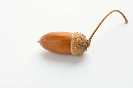 one ripe acorn on an isolated white background close upの写真素材