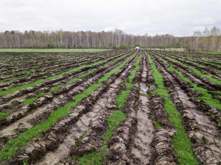 People plant trees on the field in beds dug with even parallel lines to make the ecology better and...