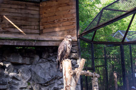 The golden eagle berkut sits on a tree in a strict pose and looks away in a large cage with a wooden house and large stones in the Novosibirsk Zooの写真素材