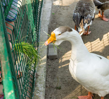 White goose eating green grass from the arm of people through the cell in the Novosibirsk zooの写真素材