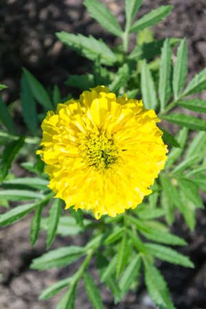 Vertical photo of a close-up flower marigold with a green herbaceous background on a spring nature. Yellow and green flowers tagetes.の写真素材