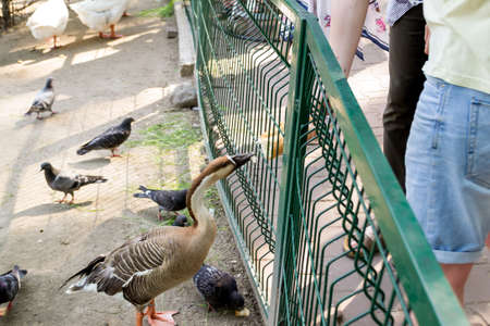 Duck eating green grass from the arm of people through the cell in the Novosibirsk zooの写真素材