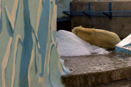 A large white polar bear rubs its back on a hill of snow on a hot, sunny summer day at a Novosibirsk zooの写真素材