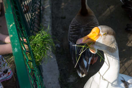 White goose eating green grass from the arm of people through the cell in the Novosibirsk zooの写真素材