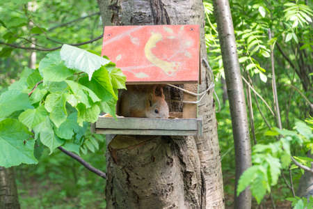 An adult red squirrel eats food in a decorated manger handmade of wood installed on a tree in a forest in Novosibirsk.の写真素材
