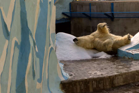 A large white polar bear rubs its back on a hill of snow on a hot, sunny summer day at a Novosibirsk zooの写真素材