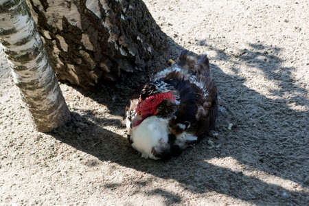 One wild muscovy duck with red head, white breast and black wings seating on the sand near the birch in the shade of trees in the Novosibirsk zoo, Russiaの写真素材