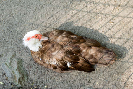 One wild muscovy duck with red and white color head, white breast and brown wings seating on the...