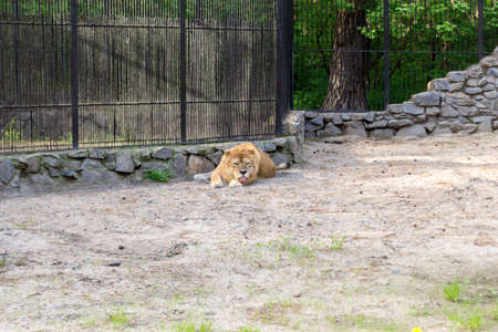 Lioness with orange and white wool lies in the sand in the zoo sticking out his tongue out of the mouth because of the heat in the shade. Order Predatory.の写真素材