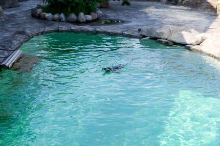The little gumboldt penguin floats alone in the zoo pool in blue water on a sunny bright day....