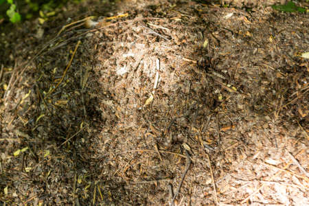 A lot of ants work diligently in an anthill and carry heavy loads for construction. Teamwork.の写真素材