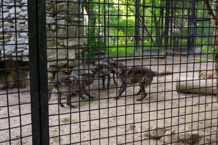 Three black hungry wolves fight for the right to possess a wooden stick while behind bars with iron bars in the Novosibirsk zooの写真素材