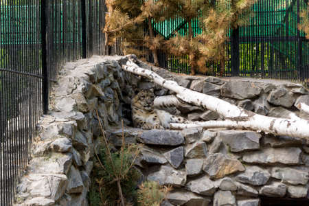Snow leopard in a cage stands near a tree and looks at the spectators of the zoo through the grate