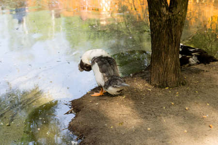 One wild tufted duck with black color head, white breast and black wings seating on the sand near the lake in the shade of trees in the Novosibirsk zoo, Russiaの写真素材