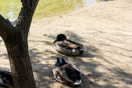 Two wild ducks mallard seating on the sand near the lake in the shade of trees in the Novosibirsk zoo, Russiaの写真素材