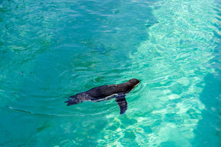 The little gumboldt penguin floats alone in the zoo pool in blue water on a sunny bright day. Penguin at the Novosibirsk Zoo.の写真素材
