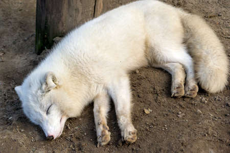 Photo from a close distance puppy polar white wolf lying on the sand, closing his eyes and relaxed in the Novosibirsk zooの写真素材