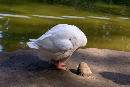 White  goose with white wings standing near the lake cleans its feathers in the Novosibirsk zoo, Russiaの写真素材